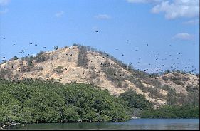 eine Kolonie Flughunde fliegt über die Mangroven bei Riung
