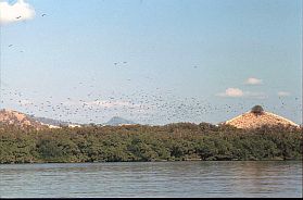 ein Schwarm von Flughunden über den Mangroven bei Riung