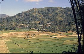 Reisfelder zwischen Kuwu und Labuhan Bajo