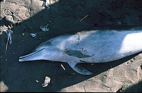 Delphin auf den Fischmarkt in Ende