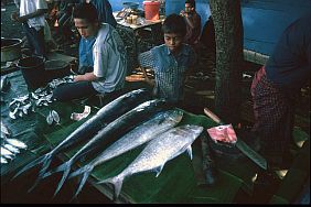 Fischhändler in Ende, Thunfische