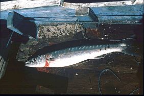 Fisch mit Zhnen auf Deck