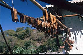 trocknendes Walfleisch