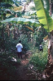 unser Wanderweg fhrt durch Bananenplantagen