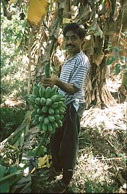 ein Bauer erntet Bananen