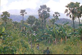 heimkehrende Landarbeiter, Bananenplantage, im Hintergrund der Ile Api