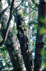 ein junger Waran klettert auf einen Baum