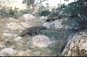 ein groer Waran zwischen Felsen auf der Jagd