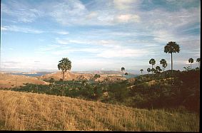 Blick ber die steppenhnliche Landschaft Rincas mit  Lontarpalmen 