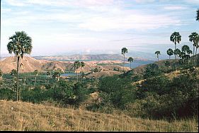 Blick auf die durch Mangroven grne Bucht von Loh Buaya