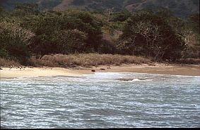 zwei Warane am Strand von Loh Liang