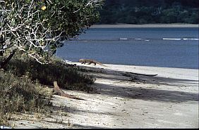 zwei Warane am Strand von Loh Liang