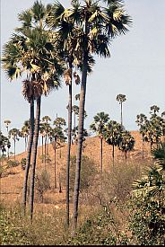 Lontarpalmen auf Rinca