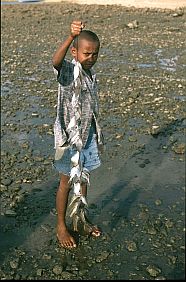 Junge mit aufgefdelten Fischen bei Ba'a