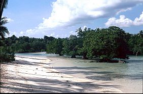 Strand mit Mangroven