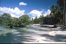 Strand mit Mangroven und Kokospalmen