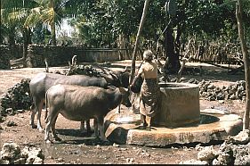 Frau mit Wasserbffeln am Brunnen
