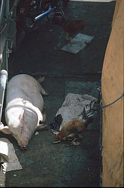 Schweine und Hhner werden mittransportiert
