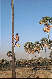 Mann klettert auf eine Lontarpalme