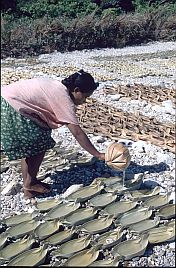 Salzgewinnung in Sabu: eine Frau fllt Gefe aus Lontarblttern mit Meerwasser