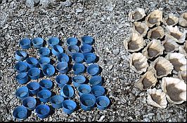Salzgewinnung in Sabu: mit Meerwasser gefllte Muscheln und Plastikbehlter