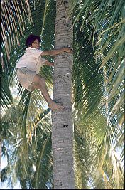 Junge klettert auf Kokospalme