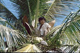 Junge im Wipfel einer Kokospalme mit Kokosnssen