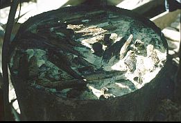 In einem alten lfass wird mit Hilfe von Holz und Rindenstcken der Zuckersaft (Tuak) vergoren (Lobo Kebuta)