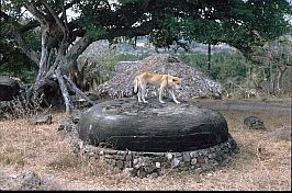 Rundstein mit Hund in Namata