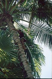 Junge klettert auf eine Kokospalme (Kuji Ratu)