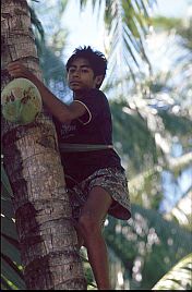 Junge mit Kokosnssen klettert von einer Kokospalme (Kuji Ratu)