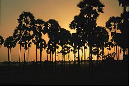 Sonnenuntergang mit Lontarpalmen (Sabu)