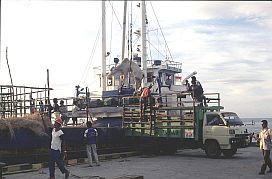 Viehverladung im Hafen von Waingapu