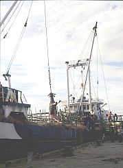 Viehverladung im Hafen von Waingapu