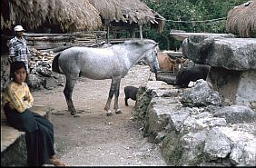 Kampung Lette Kawaina