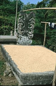 Reis trocknet auf einer Grabplatte