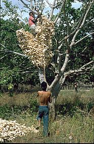 Befestigung der Maisernte auf einem Baum