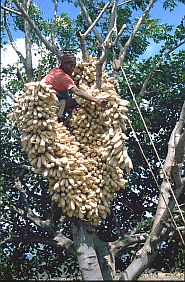 Befestigung der Maisernte auf einem Baum