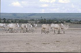 Sapi Putih auf dem Weg nach Kaliuda