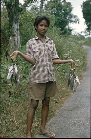 Fisch verkaufender Junge auf dem Weg nach Kaliuda