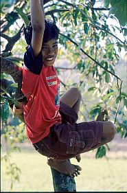 Im Baum kletternder Junge