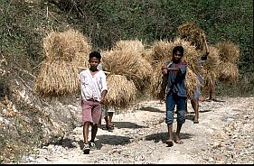 Jungen transportieren Reisstroh
