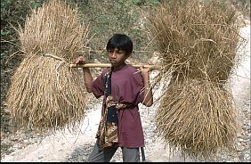 Junge transportiert Reisstroh