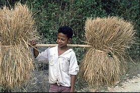 Junge transportiert Reisstroh