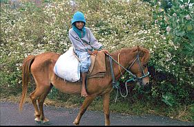 Junge reitet auf einem Pferd