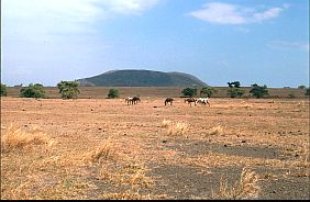 Steppenlandschaft am Tambora mit kleinem Krater und Pferden