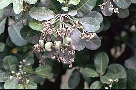 Cashewnsse am Baum