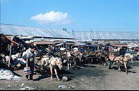 Vor dem Markt warten die Pferdetaxen, die hier 'Ben Hur' genannt werden