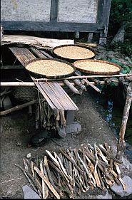 Reis trocknet in flachen Behltern