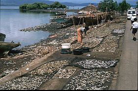 Bajo: Fische werden direkt neben der Strae getrocknet